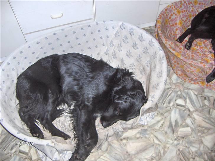 Blanding af racer Rico - Jeg sover i min kurv billede 7