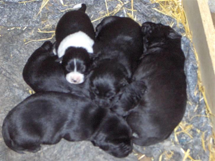 Blanding af racer Lady - Ladys hvalpe født 03-03-06 2. Kuld billede 4
