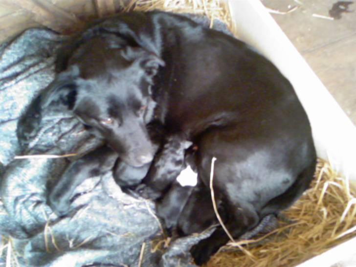 Blanding af racer Lady - Lady med sine hvalpe 3 dage gamle billede 6