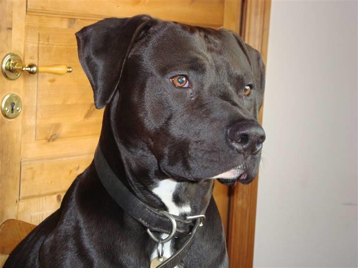 Amerikansk staffordshire terrier anton billede 19