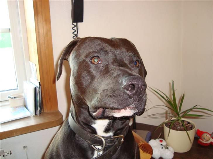 Amerikansk staffordshire terrier anton billede 20