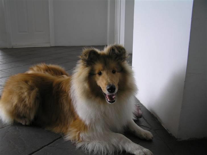 Collie langhåret Simba - Lille tøse-hund... Han har stadig sin uld ^^ billede 3