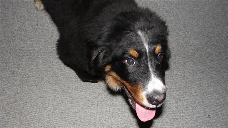 Berner sennenhund Bonzo - Hej, Hej billede 7