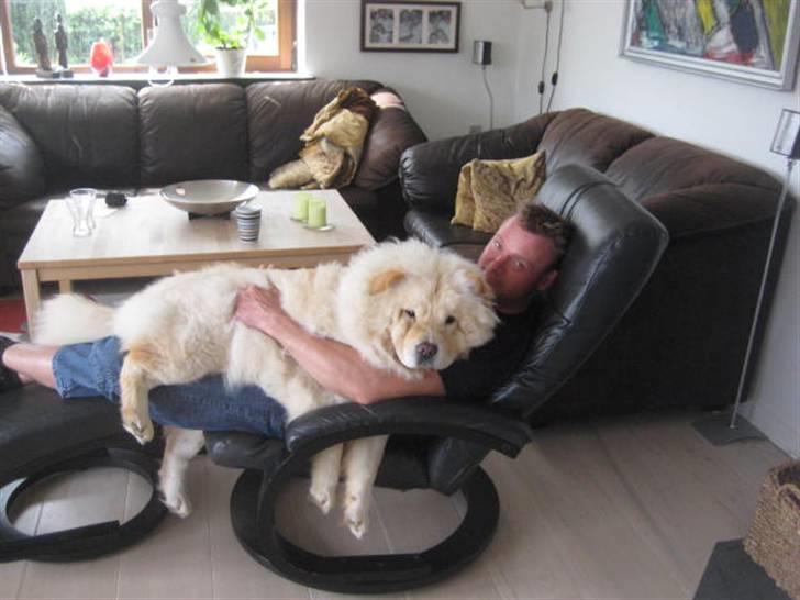 Chow chow Mille billede 11