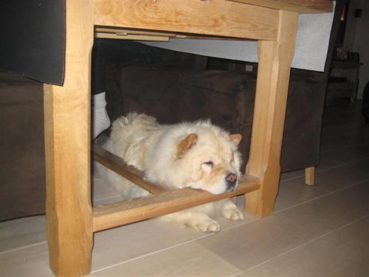 Chow chow Mille billede 13