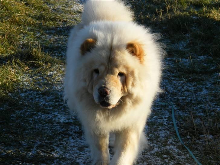 Chow chow Mille billede 14