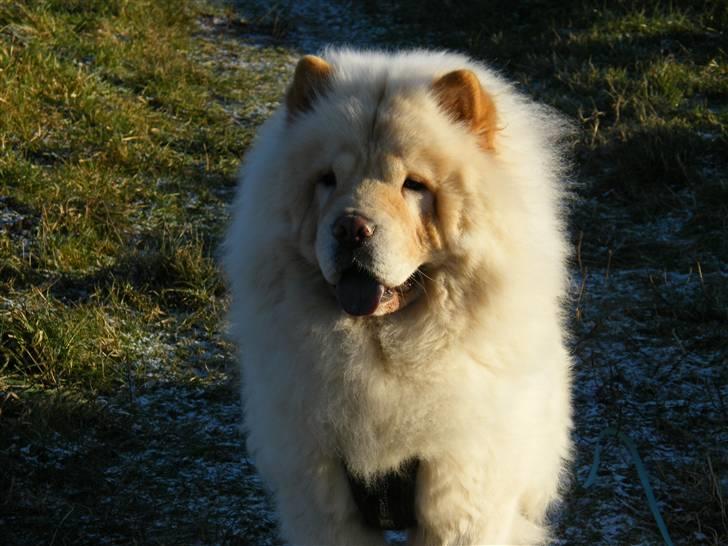 Chow chow Mille billede 15