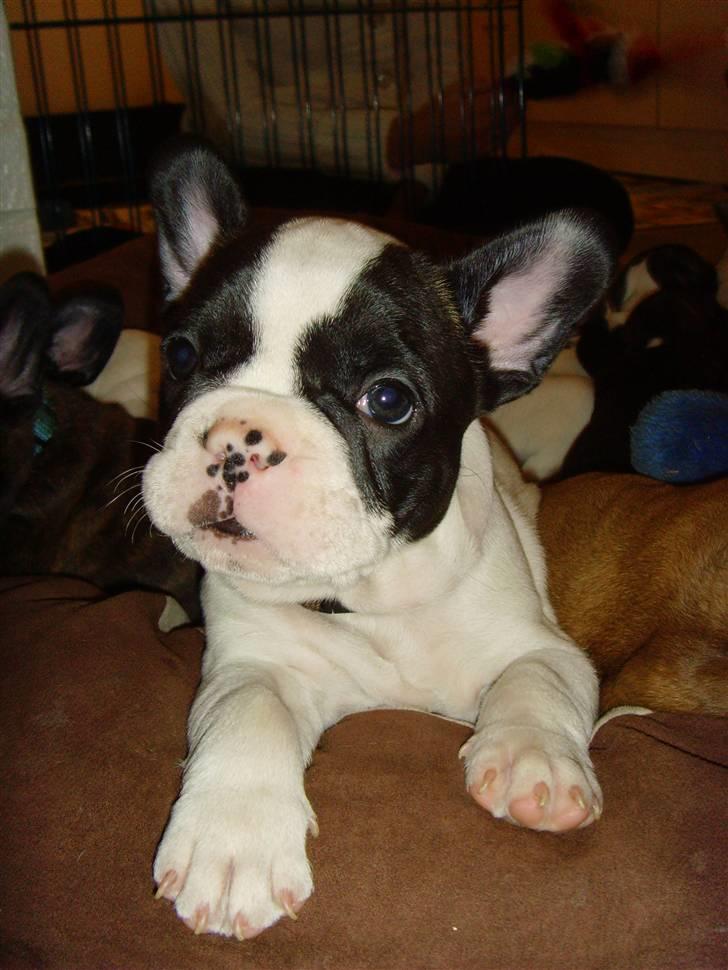 Fransk bulldog Denso billede 1