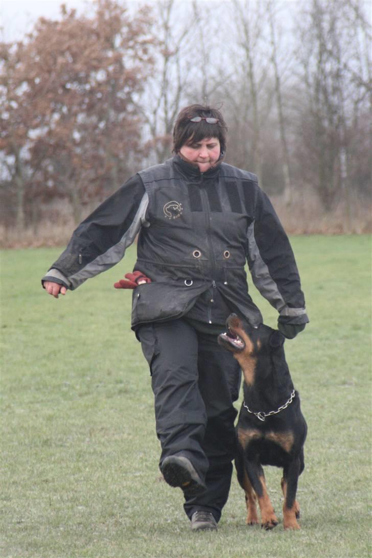 Rottweiler Marienlund's Queen *RIP* billede 11