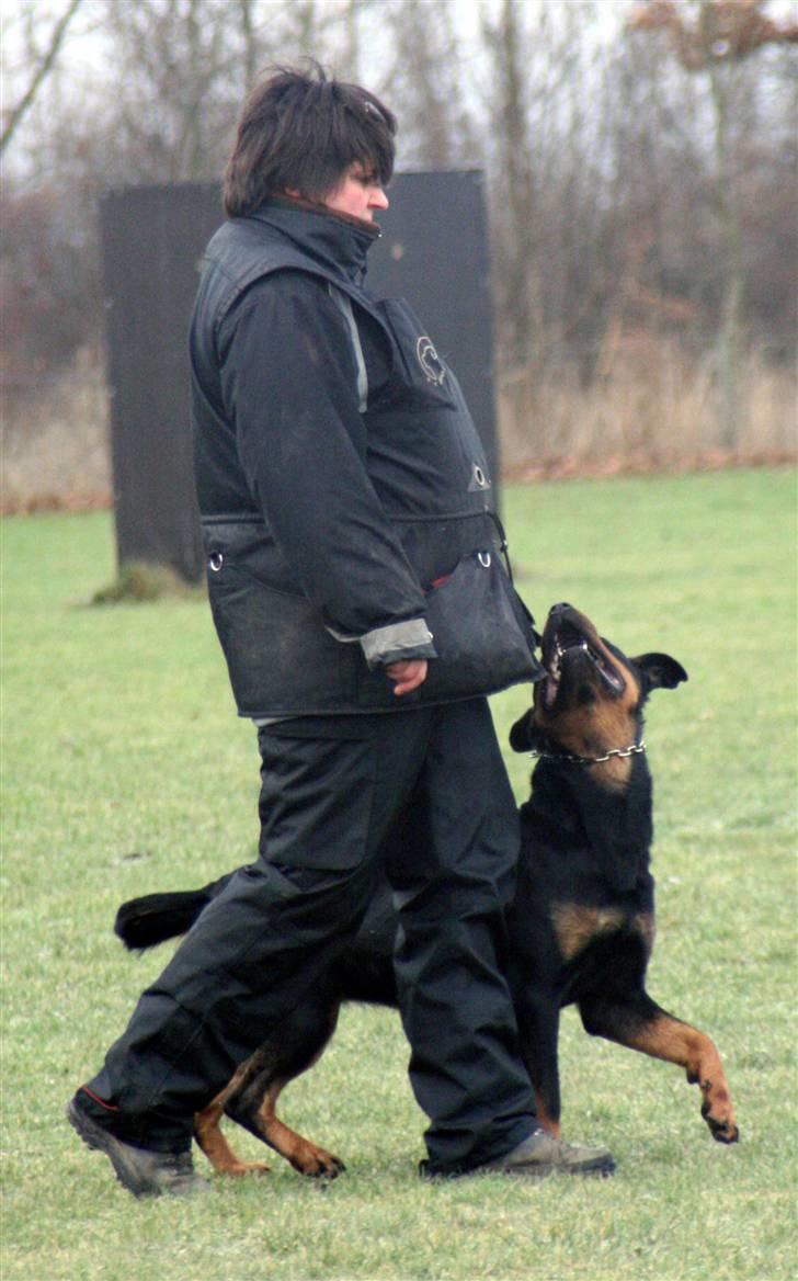 Rottweiler Marienlund's Queen *RIP* billede 12