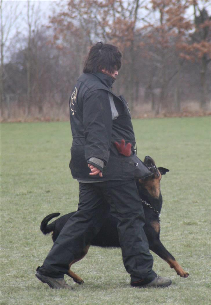 Rottweiler Marienlund's Queen *RIP* billede 13