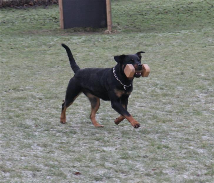 Rottweiler Marienlund's Queen *RIP* billede 14