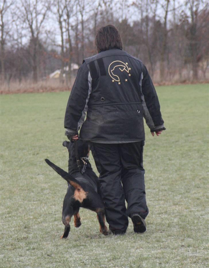 Rottweiler Marienlund's Queen *RIP* billede 15