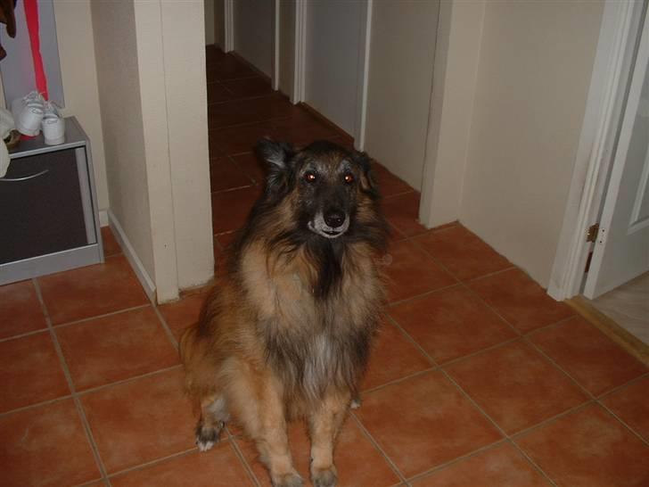 Tervueren Dino - Dino din dejlige dreng. billede 1