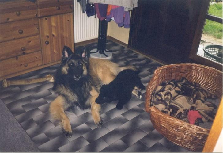 Tervueren Dino - dino og blackie billede 2