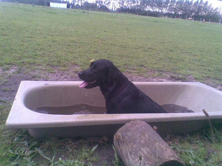 Labrador retriever Sille <3 billede 8