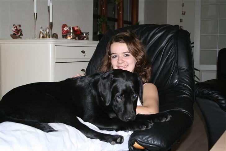 Labrador retriever Sille <3 billede 9