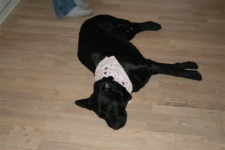 Labrador retriever Sille <3 billede 10