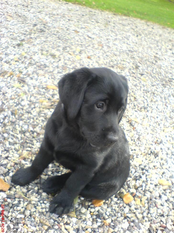 Labrador retriever Sille <3 billede 11