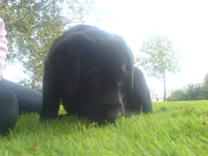 Labrador retriever Sille <3 billede 12