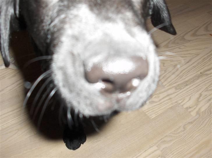 Labrador retriever Sille <3 billede 13