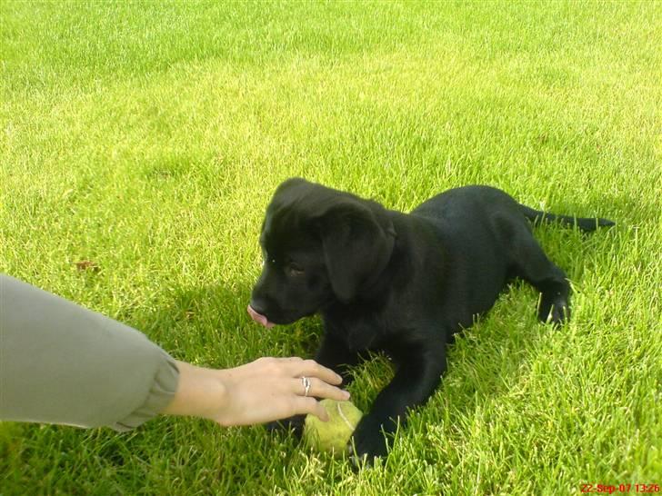 Labrador retriever Sille <3 billede 14