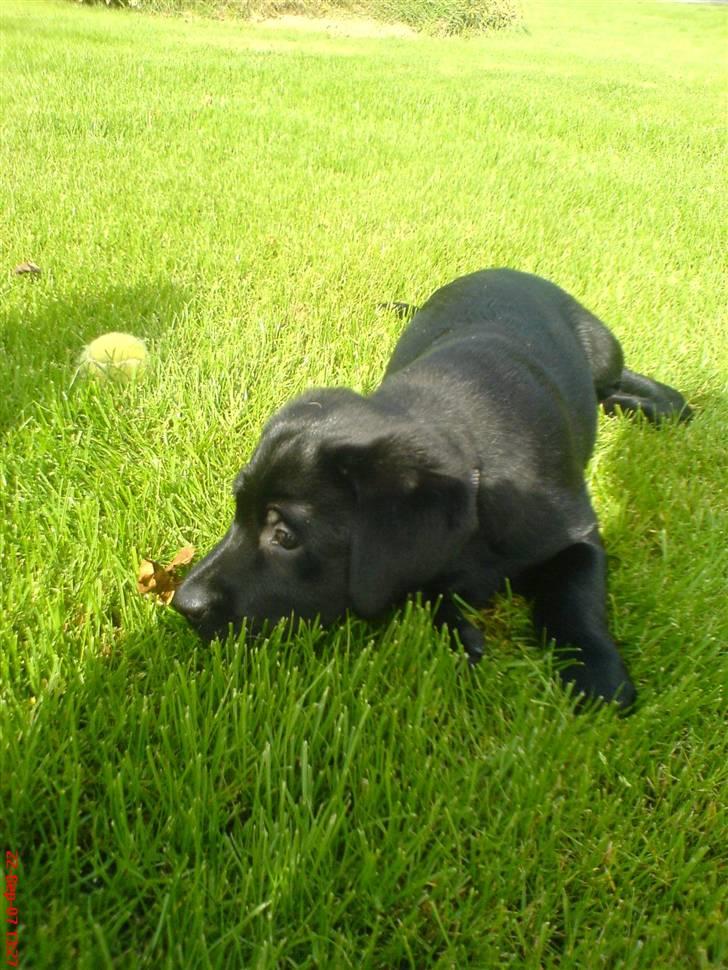 Labrador retriever Sille <3 billede 15