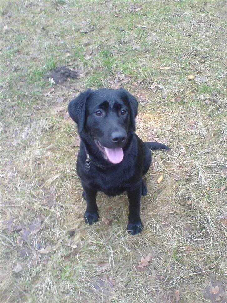 Labrador retriever Sille <3 billede 16