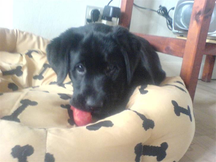 Labrador retriever Sille <3 billede 17