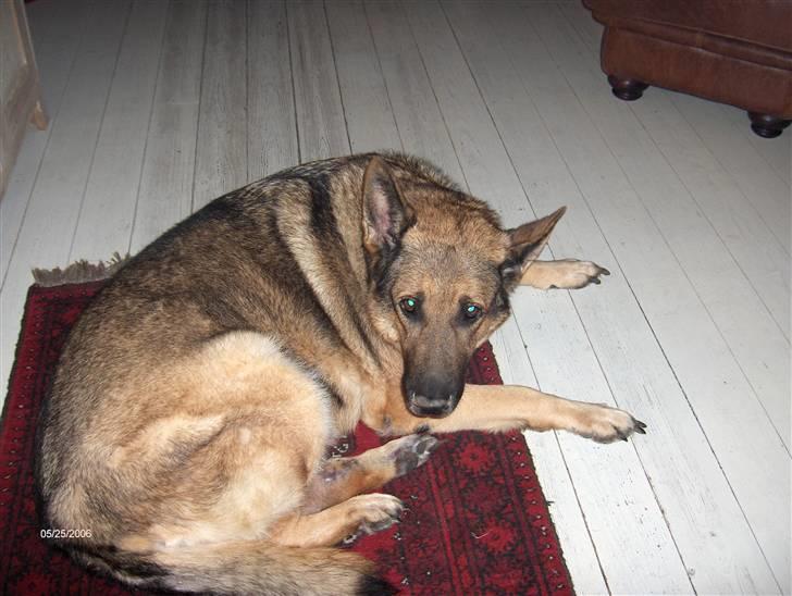 Schæferhund addi aflivet d, 3/2 2009 billede 6