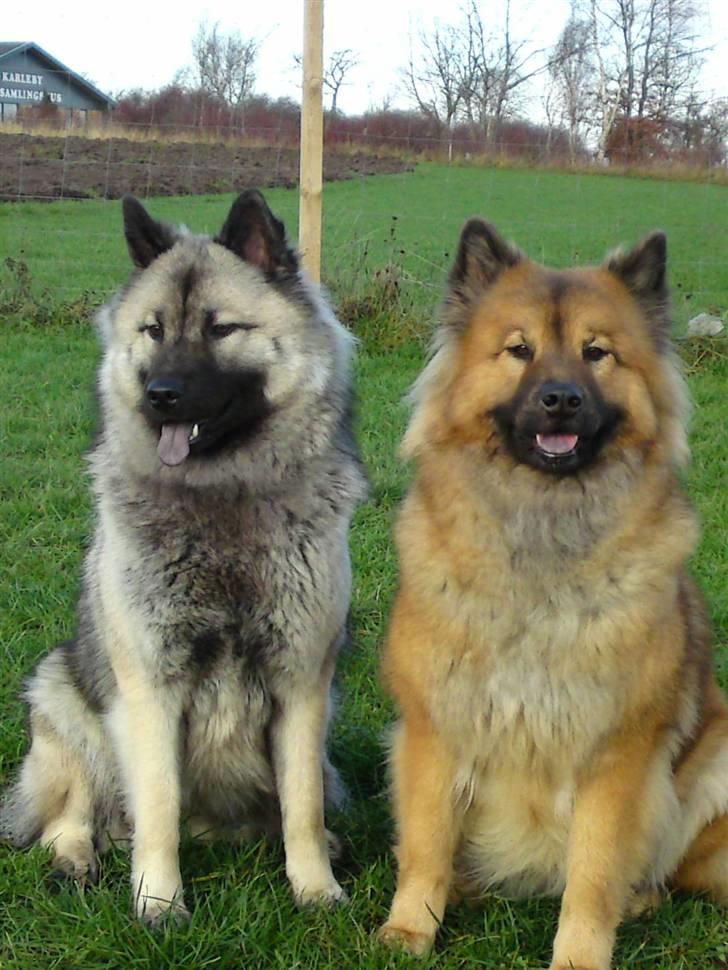 Eurasier kennel Eurojou - 2 smukke piger fra kennel Euro´jou billede 8