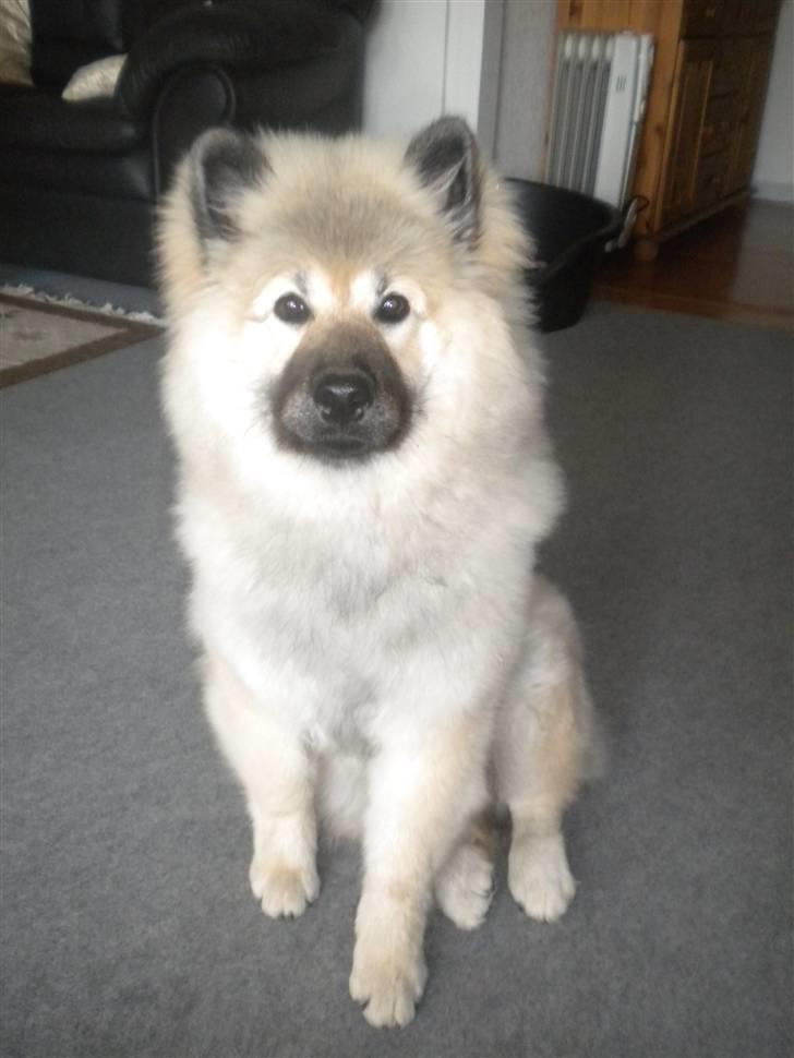 Eurasier kennel Eurojou - Smukke lille Gemini på 5 måneder billede 9