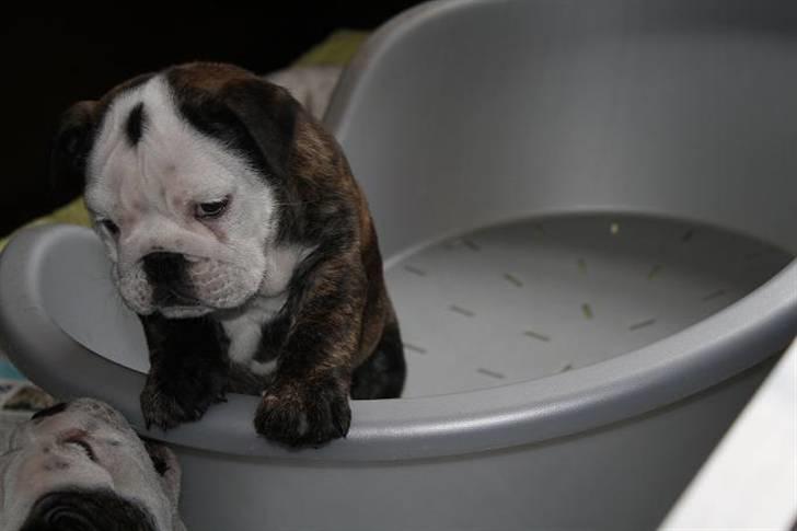 Engelsk bulldog All Inclusive - Daimi - 8 Uger billede 1