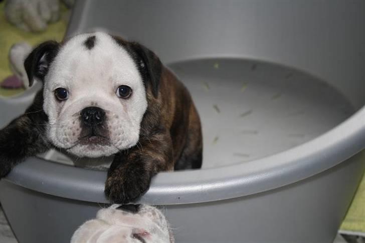 Engelsk bulldog All Inclusive - Daimi - 8 Uger billede 2