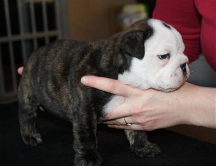 Engelsk bulldog All Inclusive - Daimi - Her er hun 5 Uger billede 3
