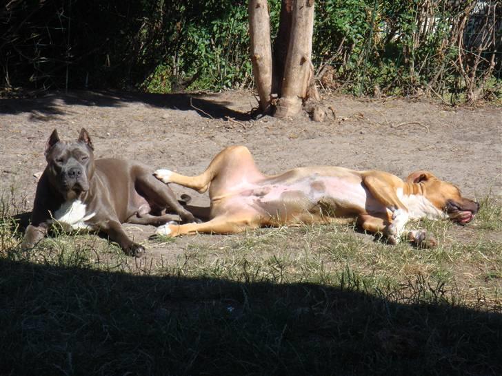 Blanding af racer Dollar billede 9