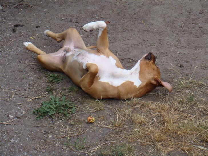 Blanding af racer Dollar billede 10