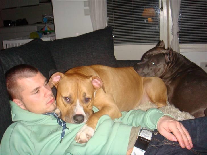 Blanding af racer Dollar billede 11