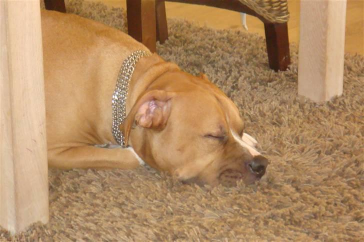 Blanding af racer Dollar billede 12