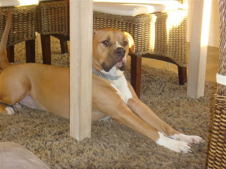 Blanding af racer Dollar billede 13