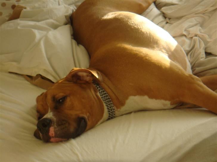 Blanding af racer Dollar billede 14