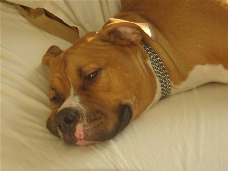 Blanding af racer Dollar billede 15