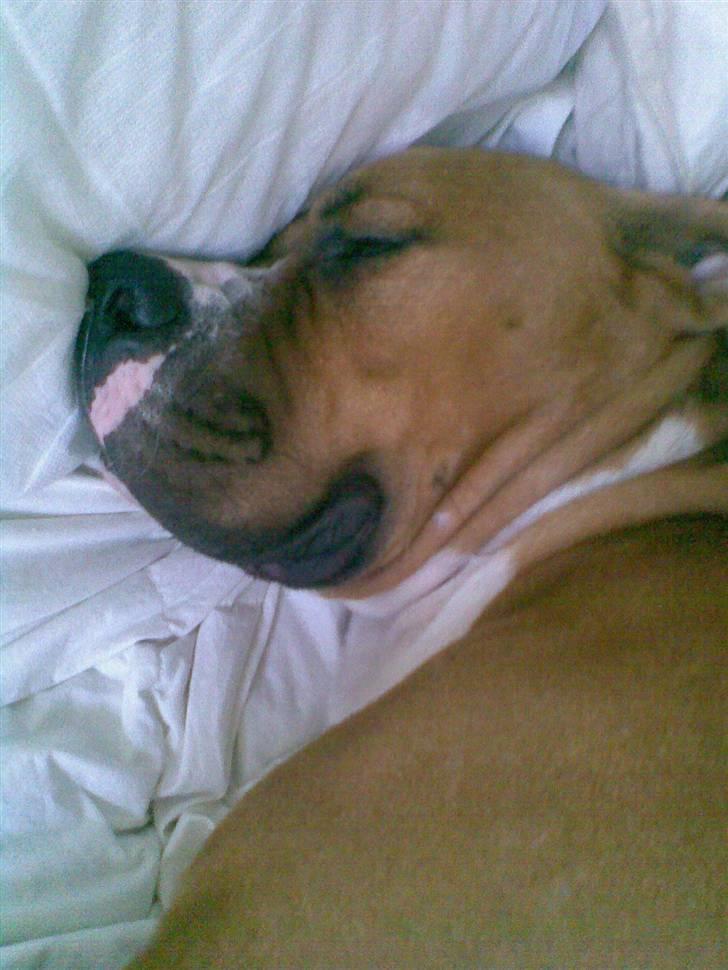 Blanding af racer Dollar billede 16