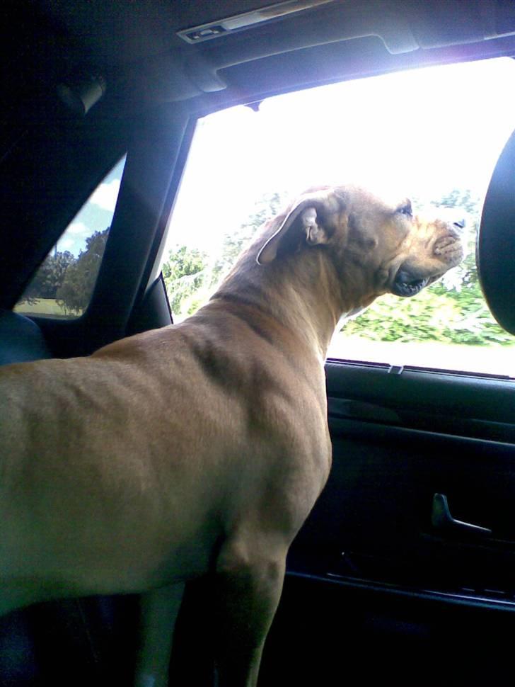 Blanding af racer Dollar billede 17