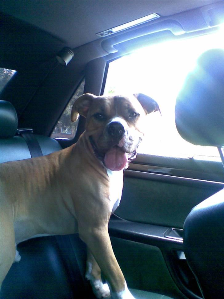 Blanding af racer Dollar billede 18