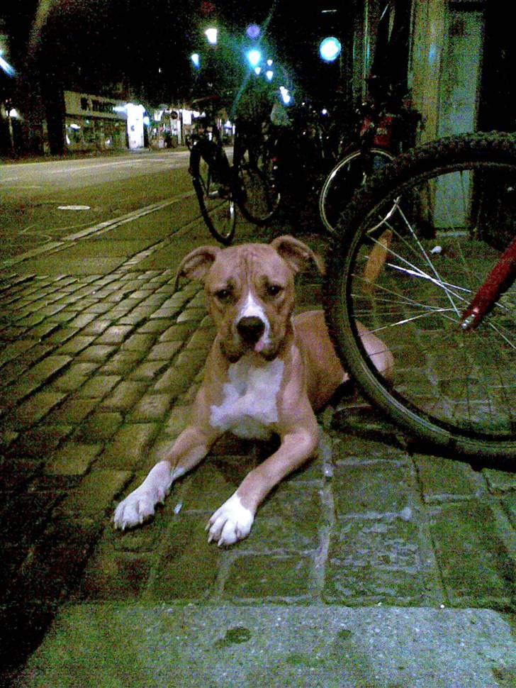 Blanding af racer Dollar billede 20