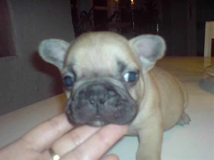 Fransk bulldog Lui Aimeé Hector - 5 uger billede 12