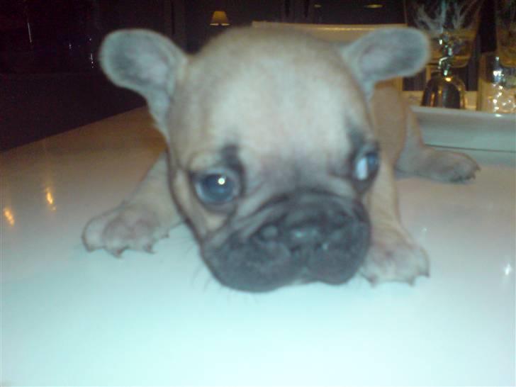 Fransk bulldog Lui Aimeé Hector - 5 uger billede 14
