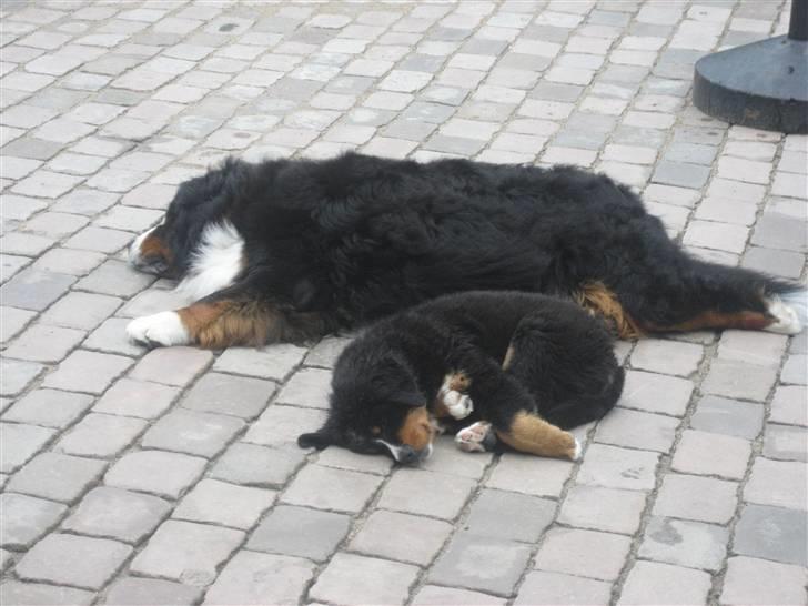 Berner sennenhund Lenesberner Holly<3 - holly og sponsor ligger og sover... de er bare så søde<3 billede 6