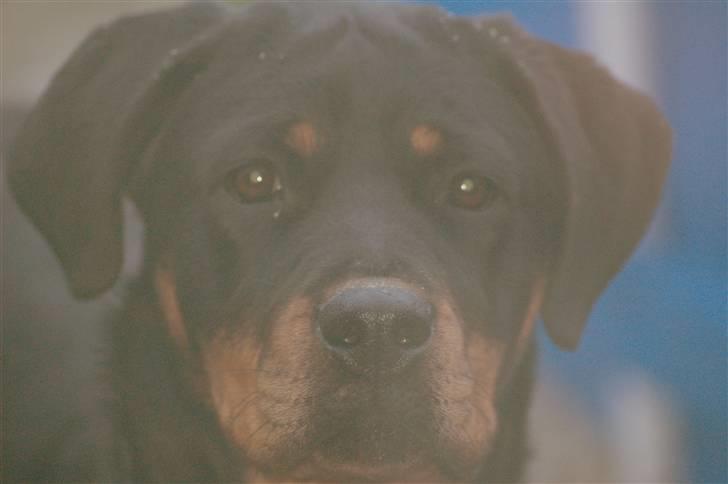 Rottweiler Tiba - Taget gennem en rude (derfor kvaliteten) billede 11